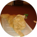 Reviewer Image